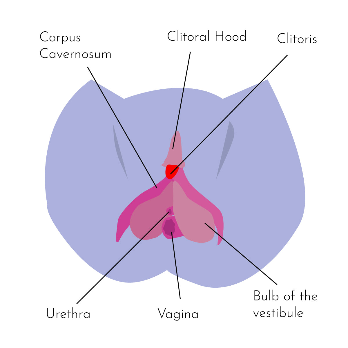 How To Have A Clitoral Orgasm